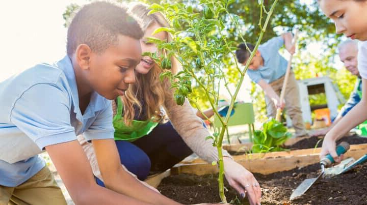 A young boy is planting on a field trip with his class